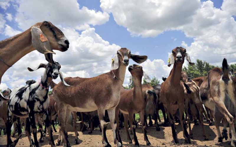 Produtores rurais vão a Pato Branco conhecer produção de caprinos e ovinos