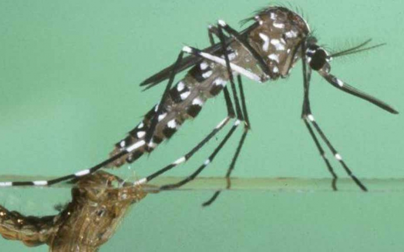 Prefeitura Municipal inicia campanha de prevenção e combate à dengue